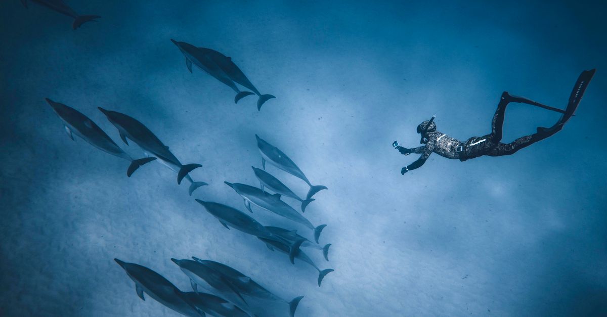 From above of fit anonymous person diving in clear blue water of sea near flock of calm dolphins near sand bottom in soft daylight